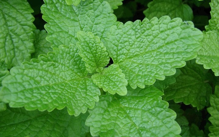 Melissa Officinalis Plant and Leaves (Μελισσόχορτο) -1493- 1kg